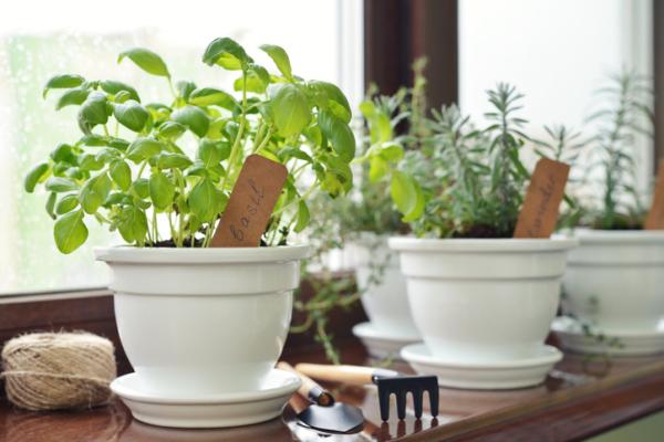 11 Indoor Aromatic Plants You Can Grow at Home