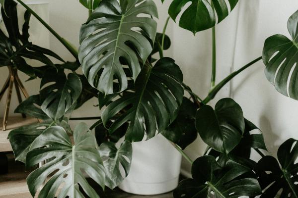 indoor plants list