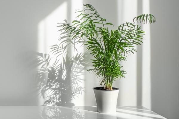 indoor plants list