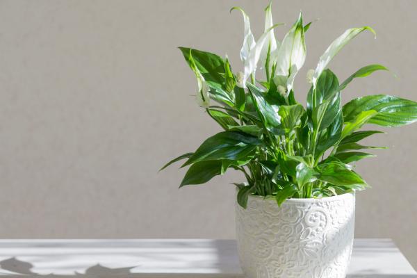 indoor plants list