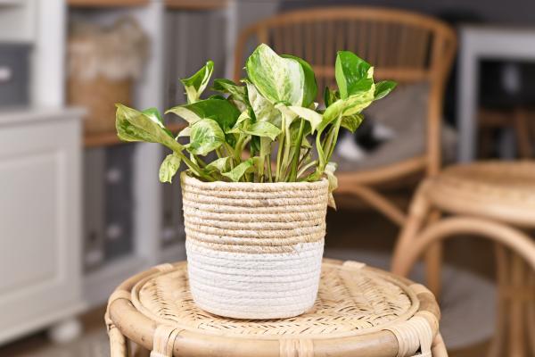 indoor plants list