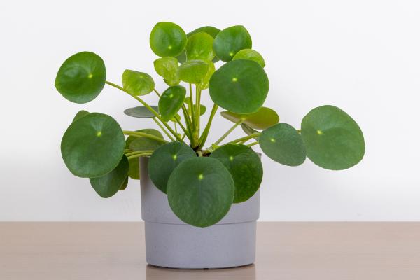 indoor plants list