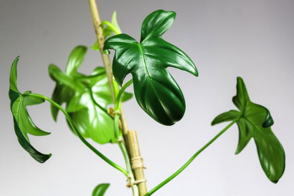 indoor plants list