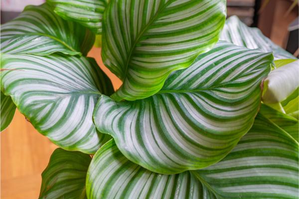 indoor plants list