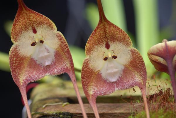 rarest orchids in the world