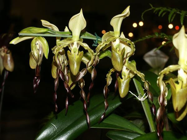 rarest orchids in the world