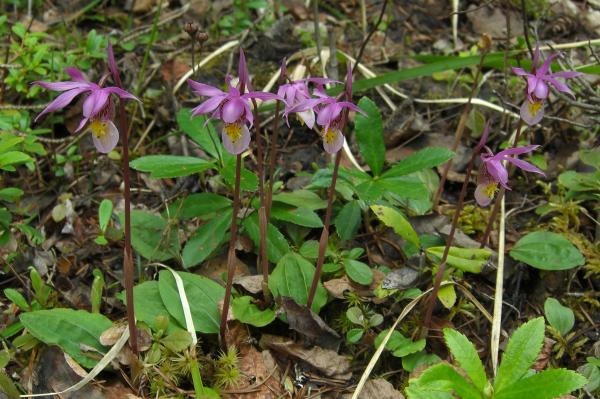 rarest orchids in the world