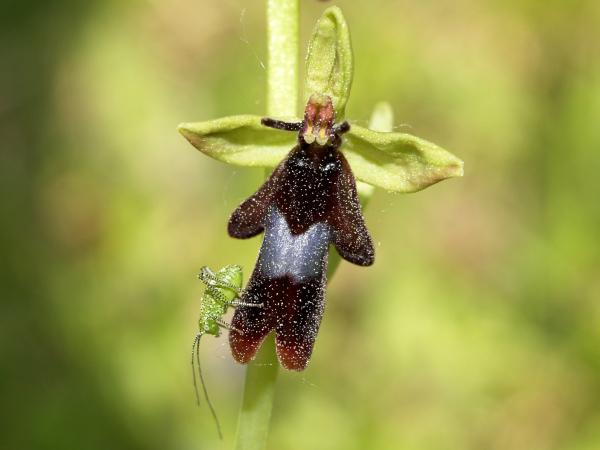 rarest orchids in the world