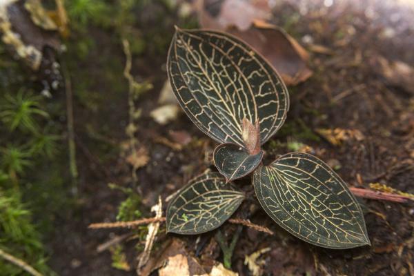 rarest orchids in the world