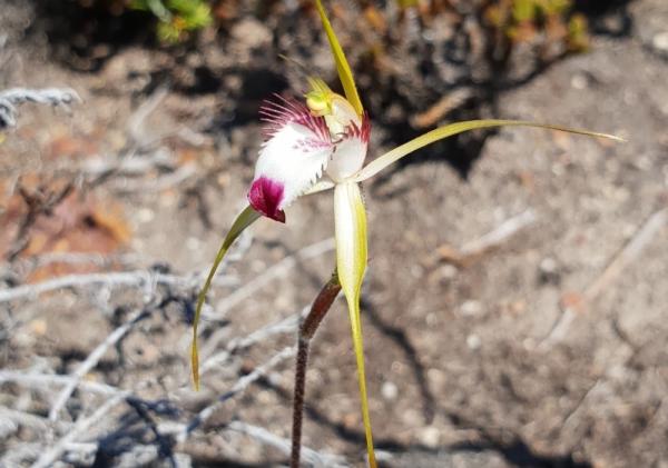 rarest orchids in the world