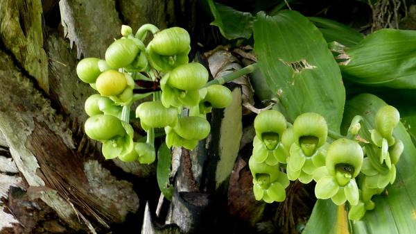 rarest orchids in the world