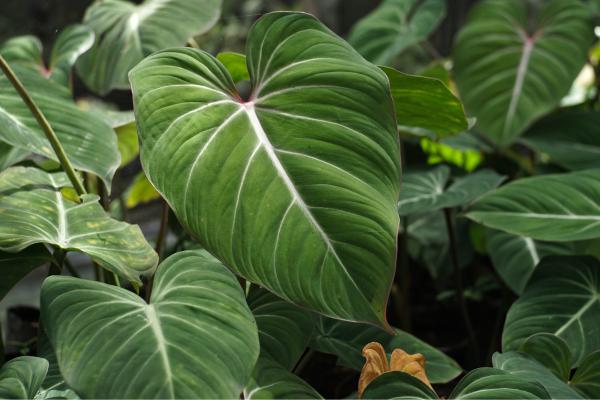 types of philodendron 