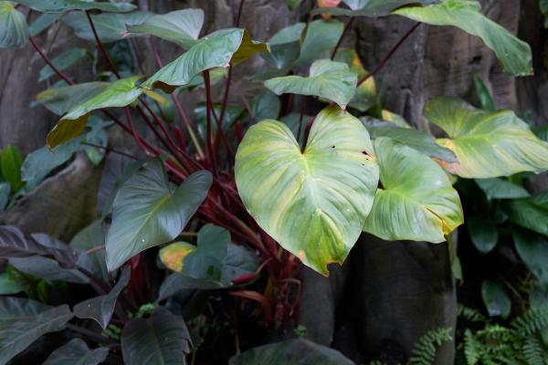 types of philodendron 