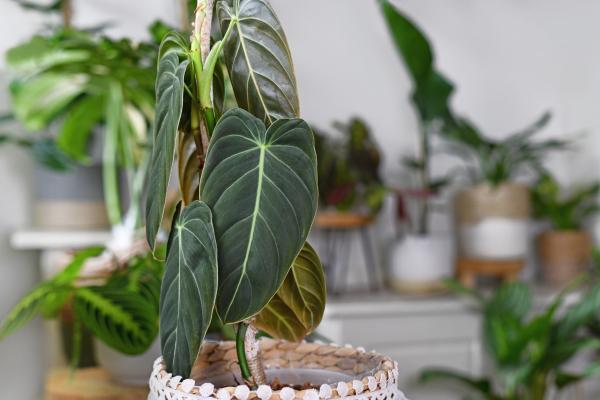 types of philodendron 