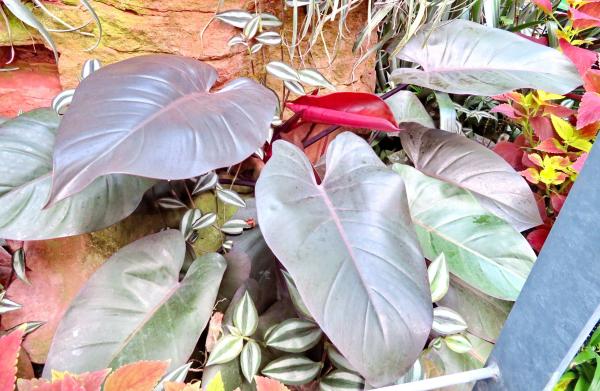 types of philodendron 