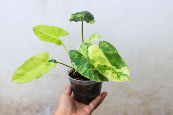 types of philodendron 