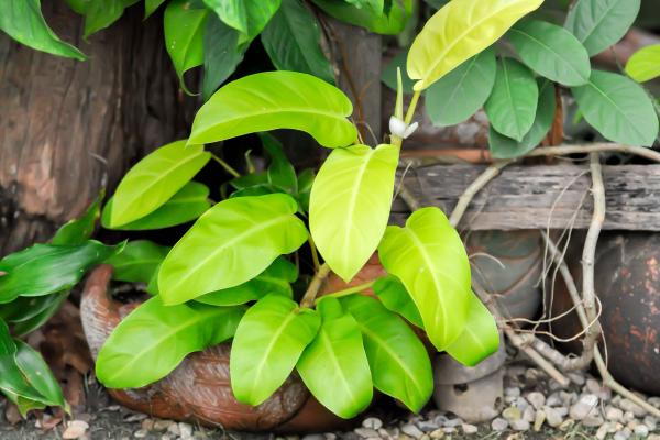 types of philodendron 