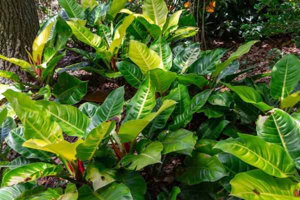 types of philodendron 