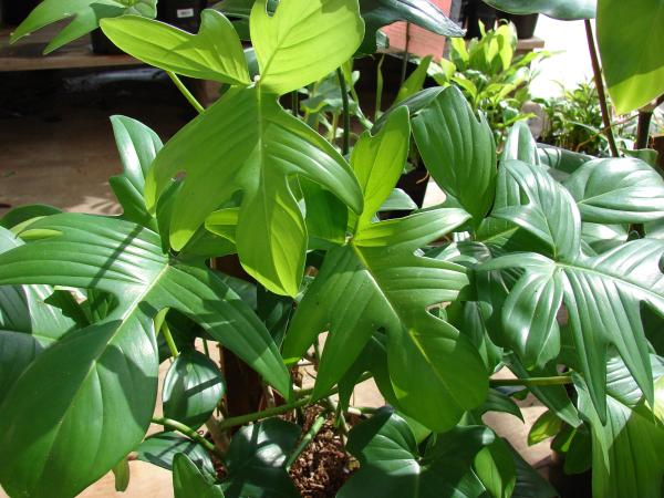 types of philodendron