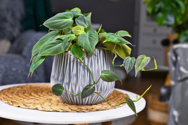 types of philodendron 