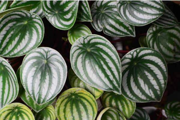 types of peperomia