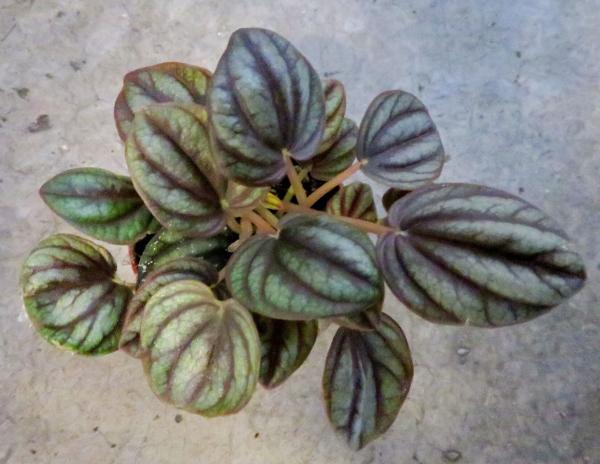 types of peperomia