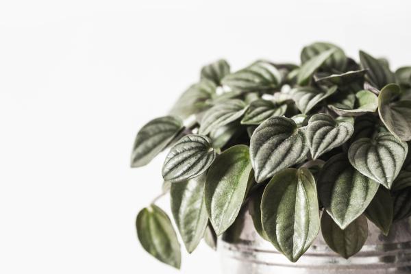 types of peperomia