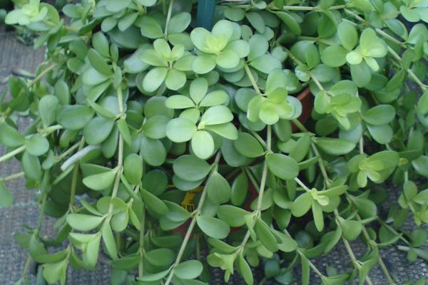 types of peperomia