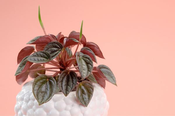 types of peperomia