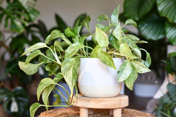 10 indoor climbing plants