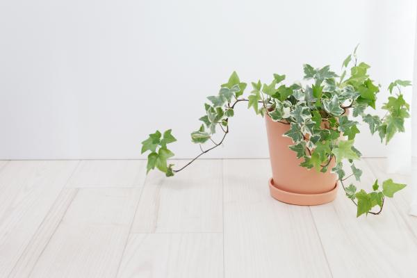 10 indoor climbing plants