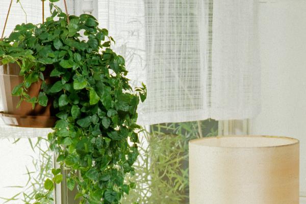 10 indoor climbing plants