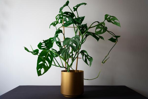 10 indoor climbing plants