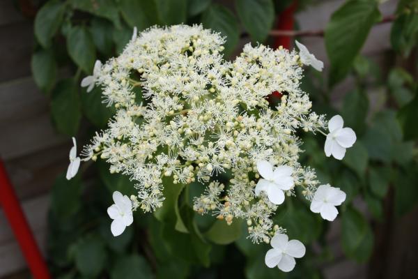 10 indoor climbing plants