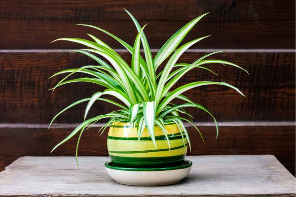 15 indoor plants for home 