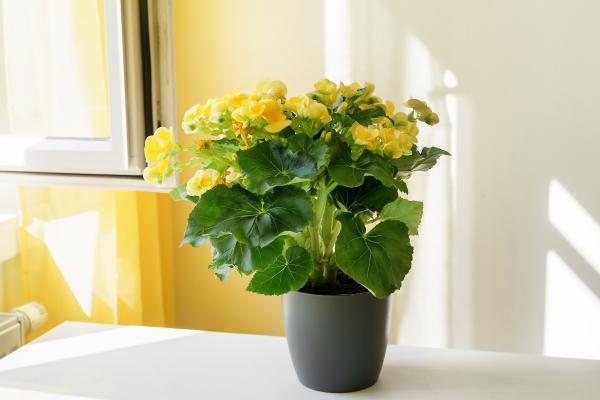 15 indoor plants for home 