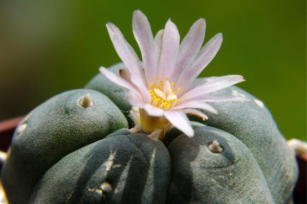 small cactus for home