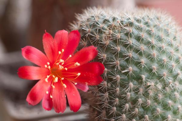 small cactus for home