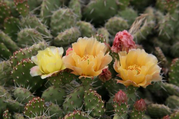 small cactus for home