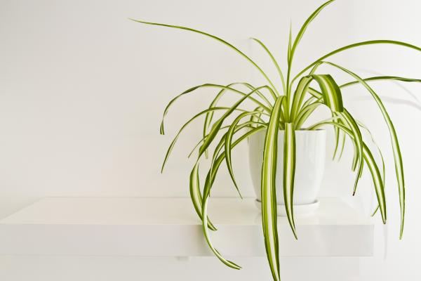 indoor plants for living room