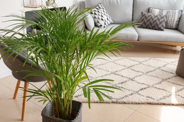 indoor plants for living room