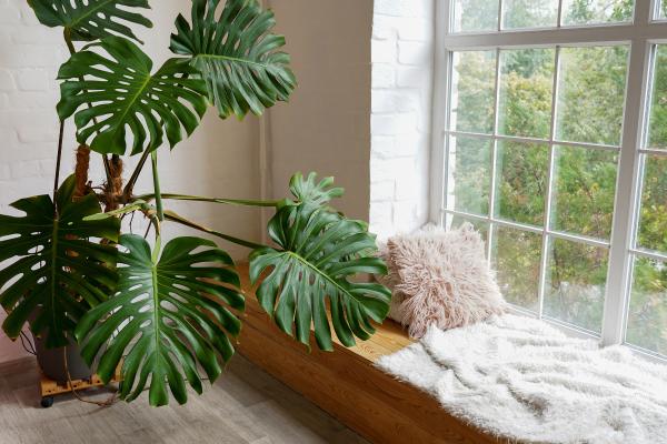 indoor plants for living room