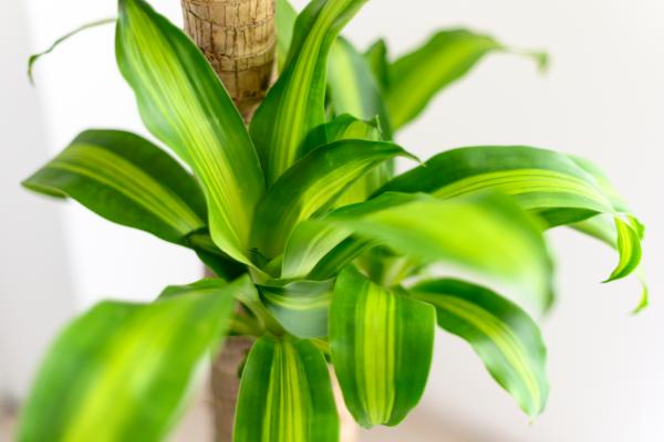 indoor plants for living room