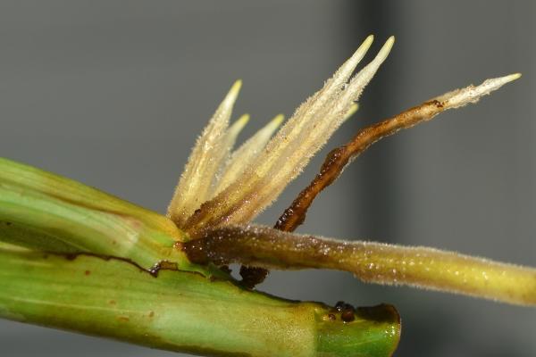 how to propagating monstera standleyena