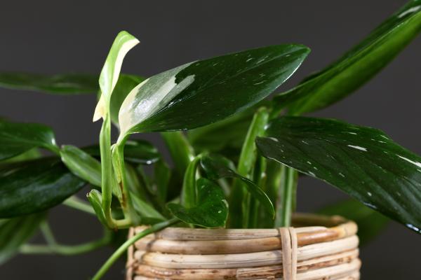 how to propagating monstera standleyena