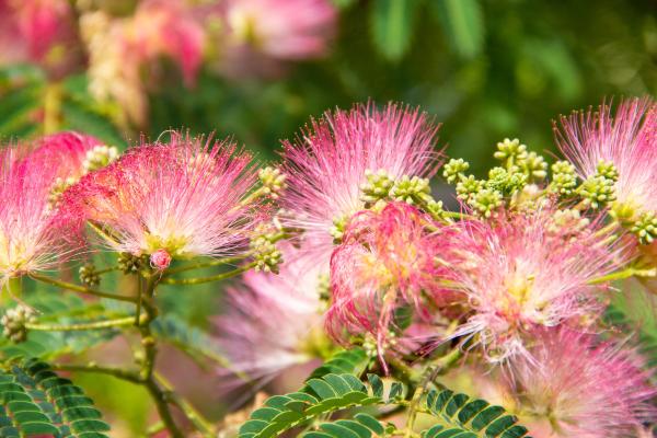 trees with pink flowers