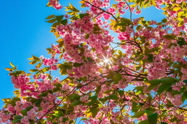 trees with pink flowers