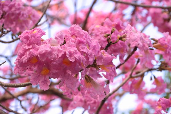 trees with pink flowers