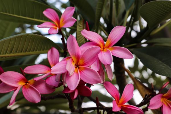 trees with pink flowers