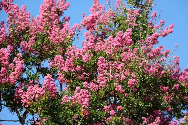 trees with pink flowers